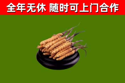 乐昌市回收散虫草